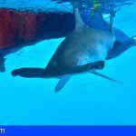 Marcan un tiburón con un dispositivo satelital por primera vez en Canarias