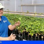 Granja Experimental dona 6.000 plantas de café al año a los agricultores de Gran Canaria