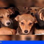FAADA solicita un delito de maltrato animal por cada uno de los animales víctimas de la pareja de Avinyó