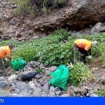 Retiraron en Tenerife más de 251 toneladas de residuos vegetales procedentes de especies invasoras