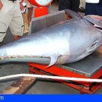Algunas prácticas de pesca de atún en Senegal y Mauritania afectan a canarias