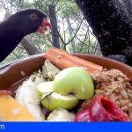 Loro Parque introduce nuevos frutos tropicales a sus cultivos ecológicos