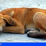 Continúa el desamparo y abandono de cientos de perros en San Isidro, Granadilla