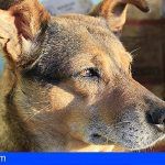PACMA denuncia el abandono de dos perros en un piso ocupado de Santa Cruz