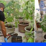 Ocultaban en la parte alta de un garaje una plantación ilegal de marihuana en Lanzarote