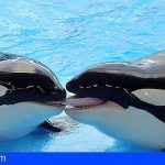 PACMA responde a Loro Parque: sí es posible buscar otro lugar para las orcas