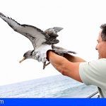 Inicia en Tenerife la campaña de recogida de pardelas cenicienta