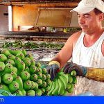 Gobierno y productores de plátano de Canarias defienden este martes los intereses de los agricultores de las Islas en el Comité Mixto europeo