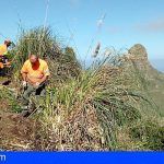 Retiraron en Tenerife 16 toneladas de residuos vegetales de especies exóticas invasoras en noviembre