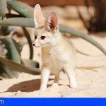 Oasis Park Fuerteventura recibe a tres fénec, el zorro más pequeño del mundo