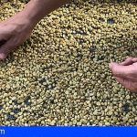 Agricultores palmeros toman como modelo la producción de café de Agaete para recuperar el cultivo en la isla
