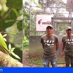 Loro Parque Fundación logra que 20 loros caretirrojos vuelen en su medio natural en Ecuador