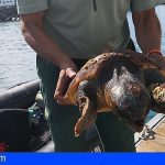 Una tortuga boba herida por los desperdicios en La Caleta