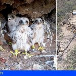 Tenerife refuerza la vigilancia en los nidos de halcón tagorote