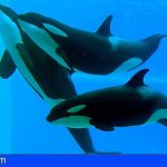 Tenerife | Loro Parque ayuda a describir el proceso de reconciliación de las orcas