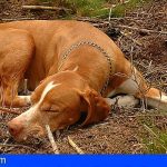 La Gomera autoriza la apertura de 5 campos de entrenamiento de perros de caza