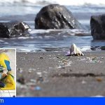 Loro Parque analiza 28 playas canarias y extrae más de 4.400 objetos de plásticos