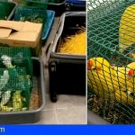 Tenerife | Rescatan 68 aves ocultas en maletas en el Aeropuerto Norte