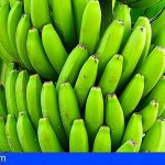 Riesgo de sobreabastecimiento de Plátano por el acuerdo Mercosur-UE