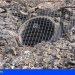 «El Ayuntamiento de Las Palmas autorizó el enrejado de varias palomas vivas en un muro»