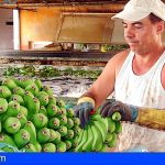 Los productores de plátanos reciben 70 millones en ayudas directas del Posei