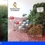 Incautan 22 kilos de marihuana en dos plantaciones en La Palma