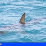 Limitan las actividades en La Reserva Marina de El Hierro por avistamiento de tiburones
