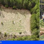 Encuentran 3 plantaciones de marihuana en el Parque Natural Serranía de Cuenca