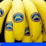 Plátano de Canarias tendrá nuevo etiquetado 100% compostable y biodegradable