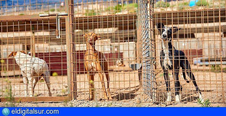 Cc Pnc Tenerife Solicita Se Agilicen Los Trámites Para La Red De Albergues De Animales Eldigitalsur