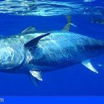 Renovada la regulación internacional del Atún atlántico sobre conservación y ordenación