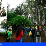 El Catálogo de Árboles Singulares de Gran Canaria será uno de los más biodiversos de España