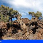 Un cedro en el Teide tiene más de 1.100 años, de los más antiguos de Europa