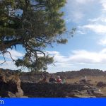 Estudiarán si hubo bosques de cedros en las cumbres de Tenerife