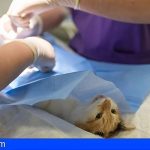 Condenan por intrusismo a un falso veterinario en Tenerife
