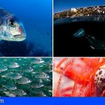 La Gomera premia a las mejores fotos de sus fondos marinos