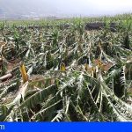 Tenerife estudia solicitar la declaración de ‘zona catastrófica’ tras el temporal