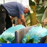 Plátano de Canarias se ve perjudicado por el diferencial de precio en verde y PVP