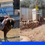 Una protectora en Tarragona responsable de la muerte de casi 500 animales