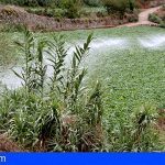 Canarias concede 8 millones en ayudas para abaratar el agua de uso agrícola