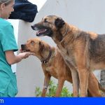 Las Palmas | El Albergue de Animales del Cabildo sigue atendiendo a 185 perros y gatos