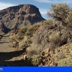 La ausencia de visitantes al Teide permite una limpieza “a fondo” en zonas recónditas