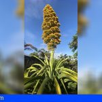 Tenerife | El Agave caribeño gigante del Jardín Botánico florece tras 30 años de espera
