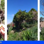 El Cabildo de Tenerife rescata más de 50 ejemplares de frutales antiguos en el Parque Rural de Teno