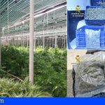 Intervienen 1.100 plantas de marihuana en Guía de Isora y detienen a 5 personas
