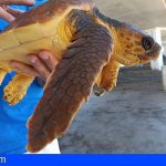 Las Palmas | Una tortuga con dos falanges estranguladas por redes de pesca será operada el lunes