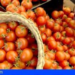 El Gobierno canario abona 5,5 millones del POSEI a los productores de tomate de exportación, aloe vera y olivo