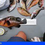 Anaga | Dos sancionados por hacerse con 15 kilos de pescado en zona prohibida del litoral