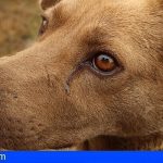Vecinos de Granadilla exigen al Ayuntamiento que cumpla con la recogida de perros abandonados