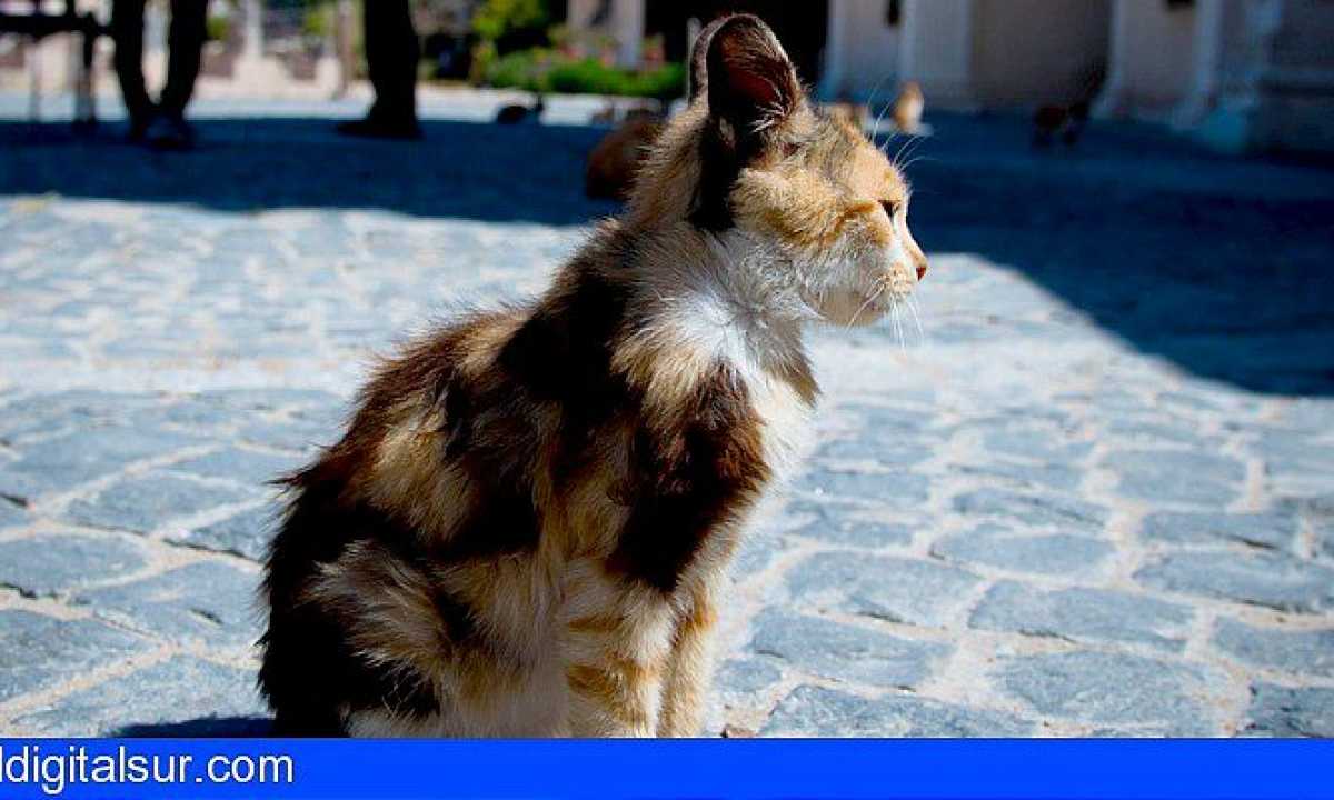 El concejal de Medio (PP) en Santa amenza a los animalistas con sacrificar los gatos callejeros - El Digital Sur